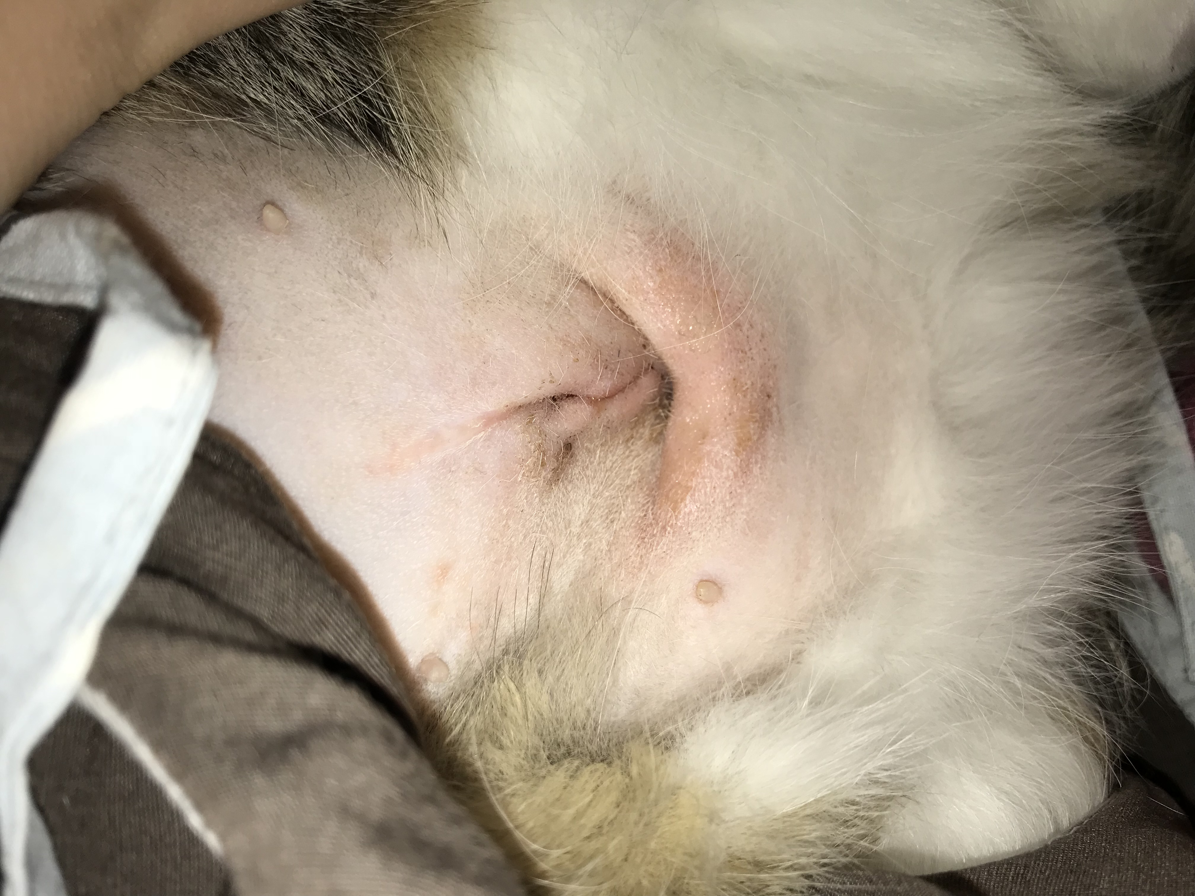 Im Worried About My Cats Spay Incision TheCatSite