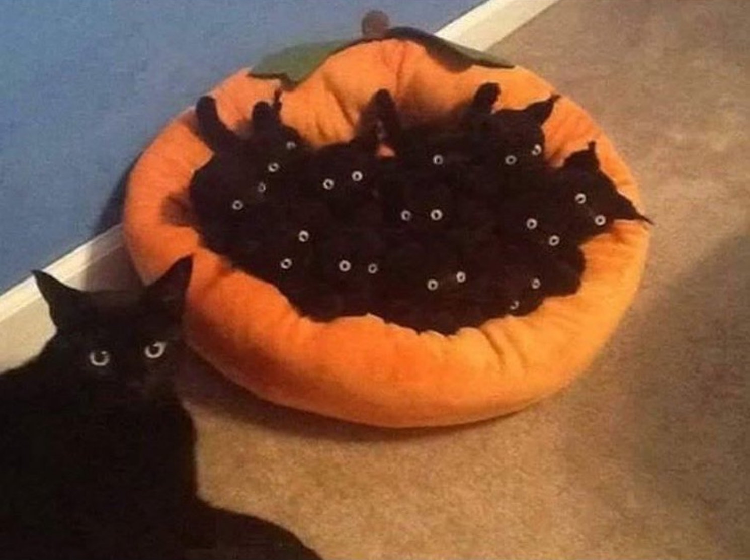 4 'n' 20 black kittens (2).jpg