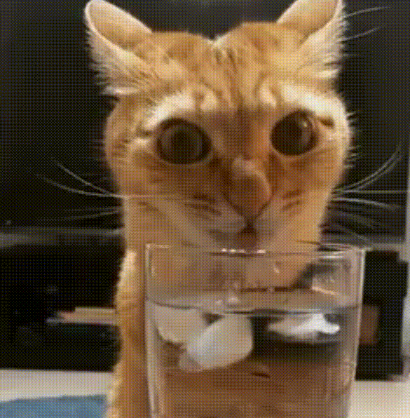 Long Johnson Cat GIF - Cat Meow Minding My Own Business - Discover & Share  GIFs