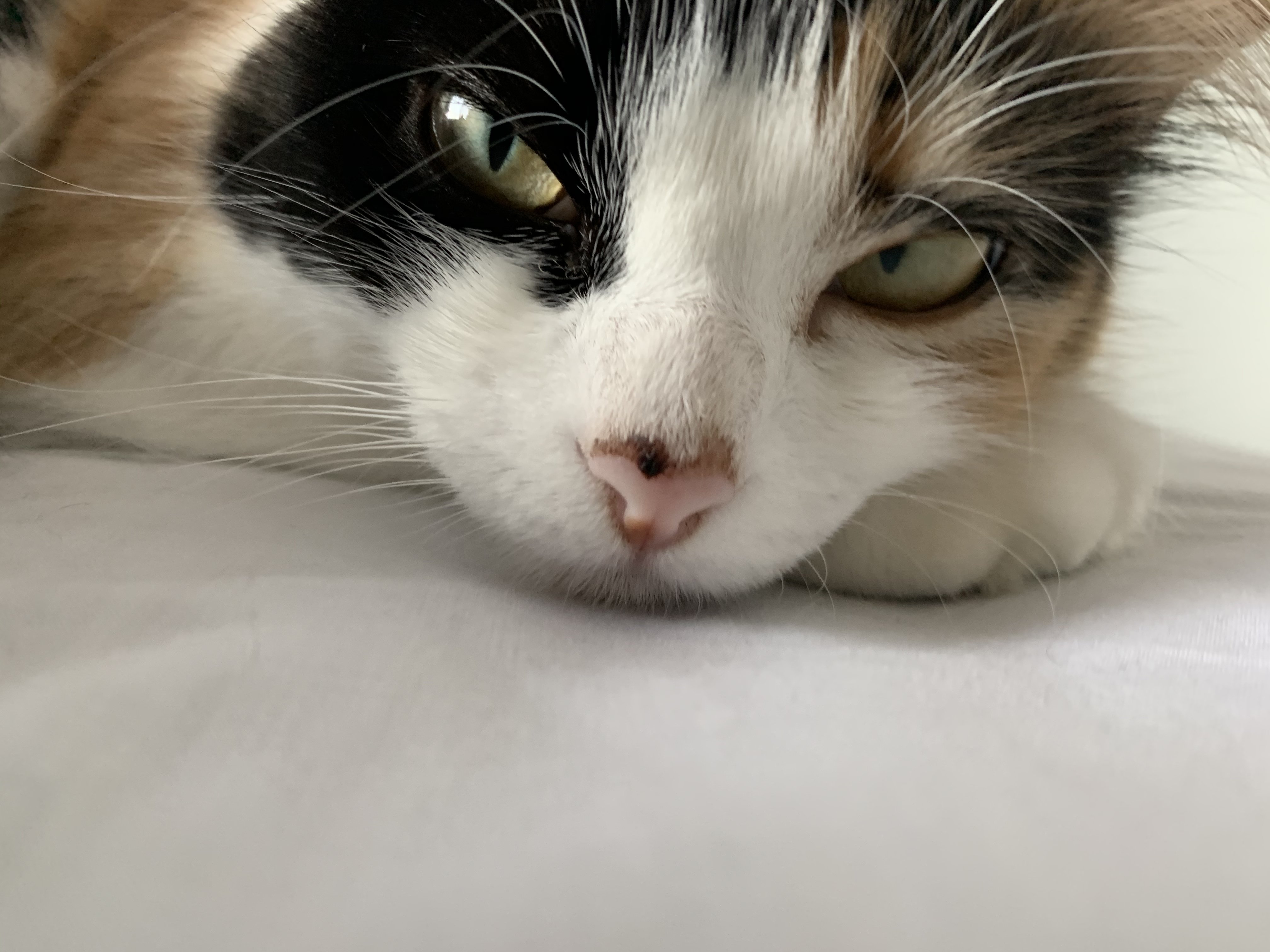Black spot on my cat’s nose, I don’t know what it is! TheCatSite