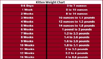 498xNxkitten-weight-chart.jpg.pagespeed.ic.ddBAmkW6zk.jpg