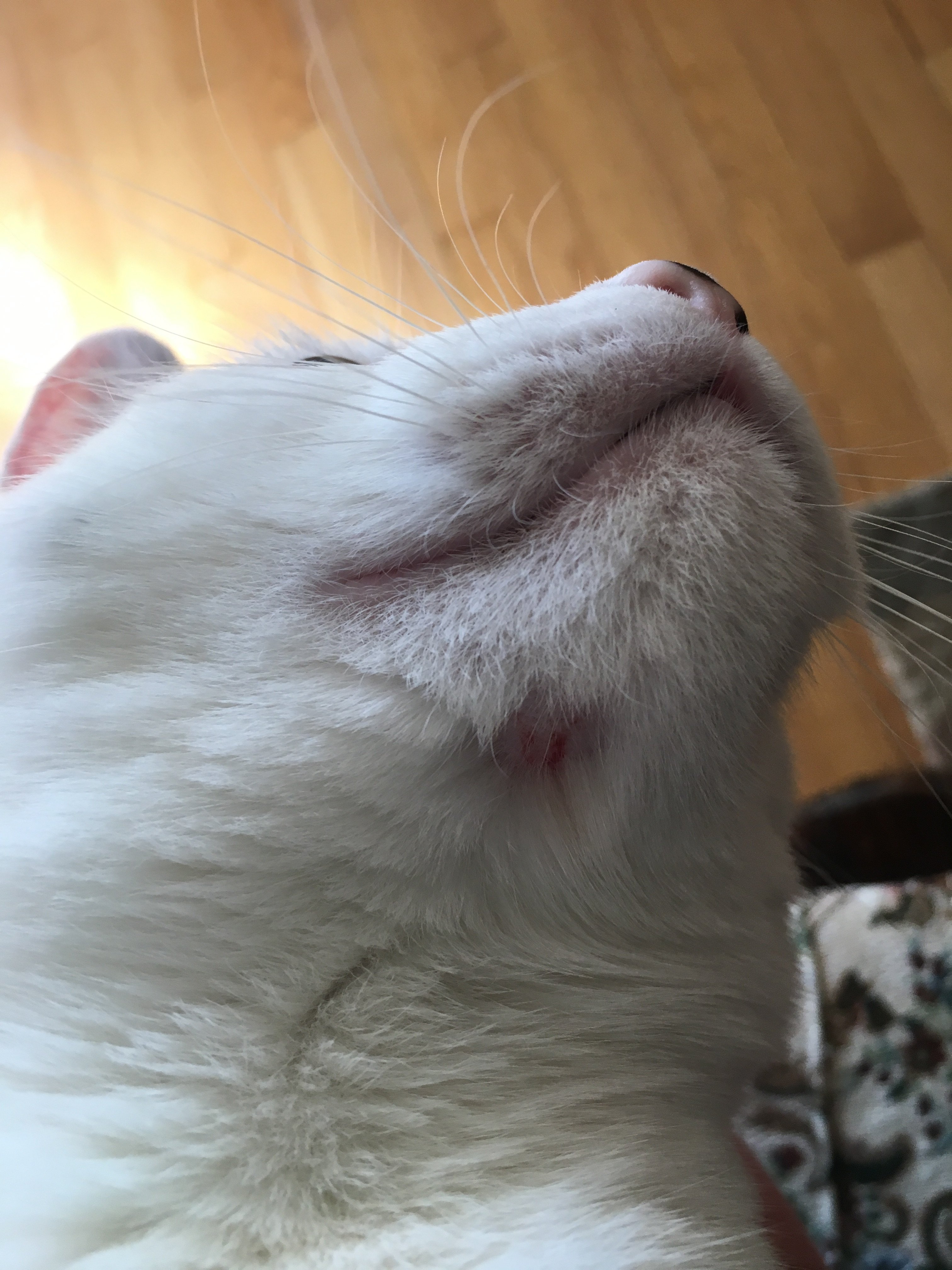 Blood And Missing Fur On Cats Chin Thecatsite
