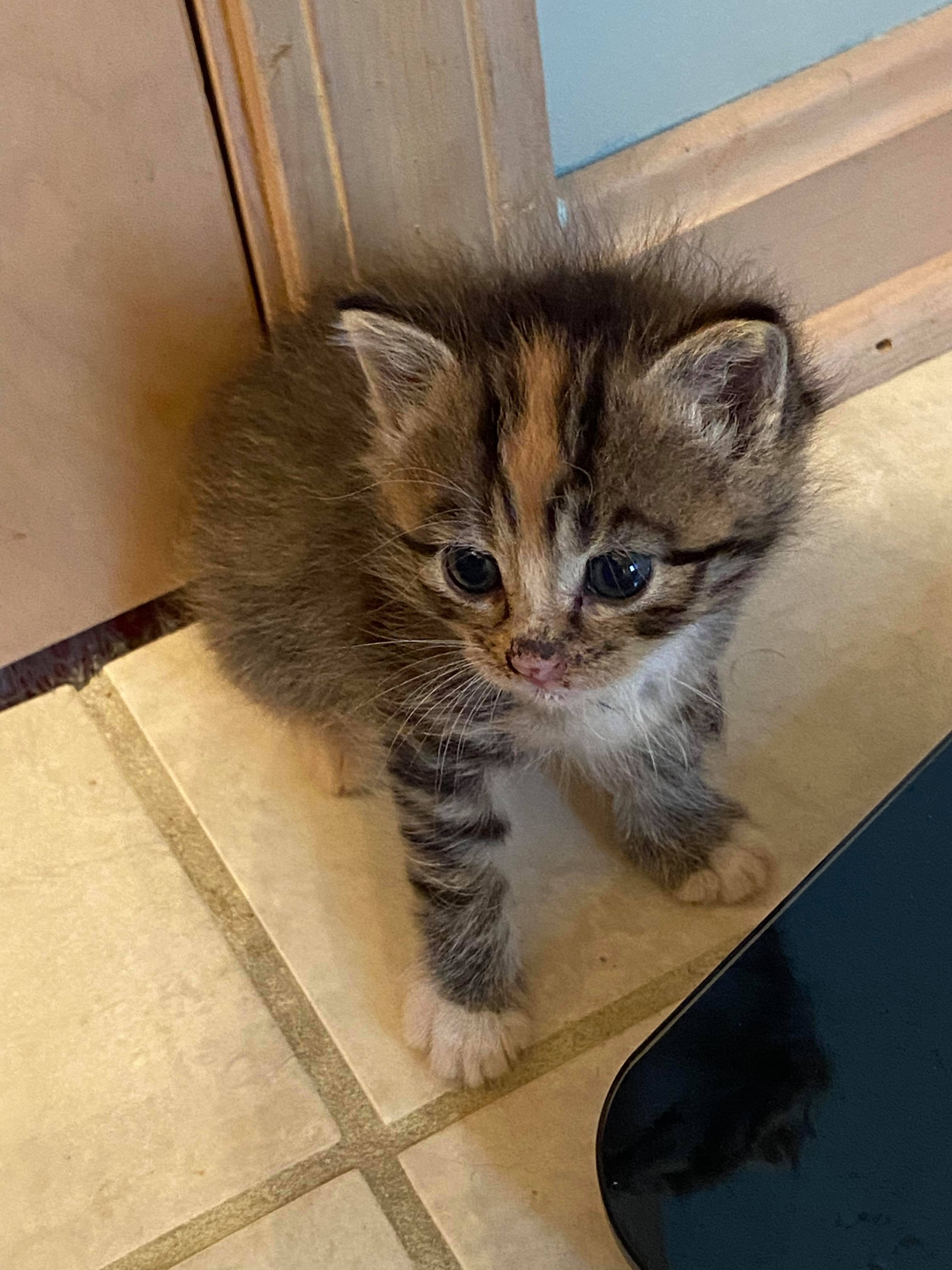 5 Week Old Kitten Thecatsite 