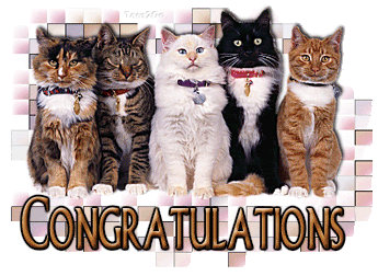 5 cats congratulations.gif