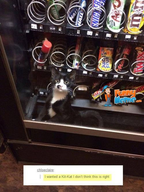 500x700px-LL-b534523e_Animal-memes-cat-stuck-in-vending-machine-540x720.jpeg