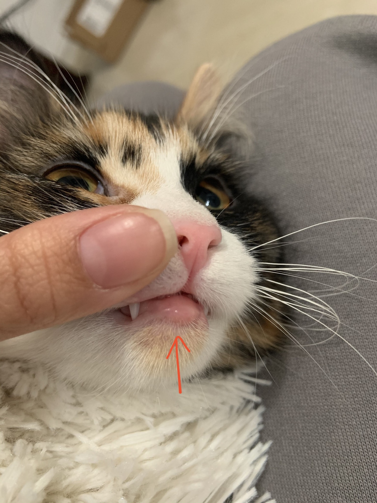 Whats Wrong With Kittens Lower Lip Thecatsite