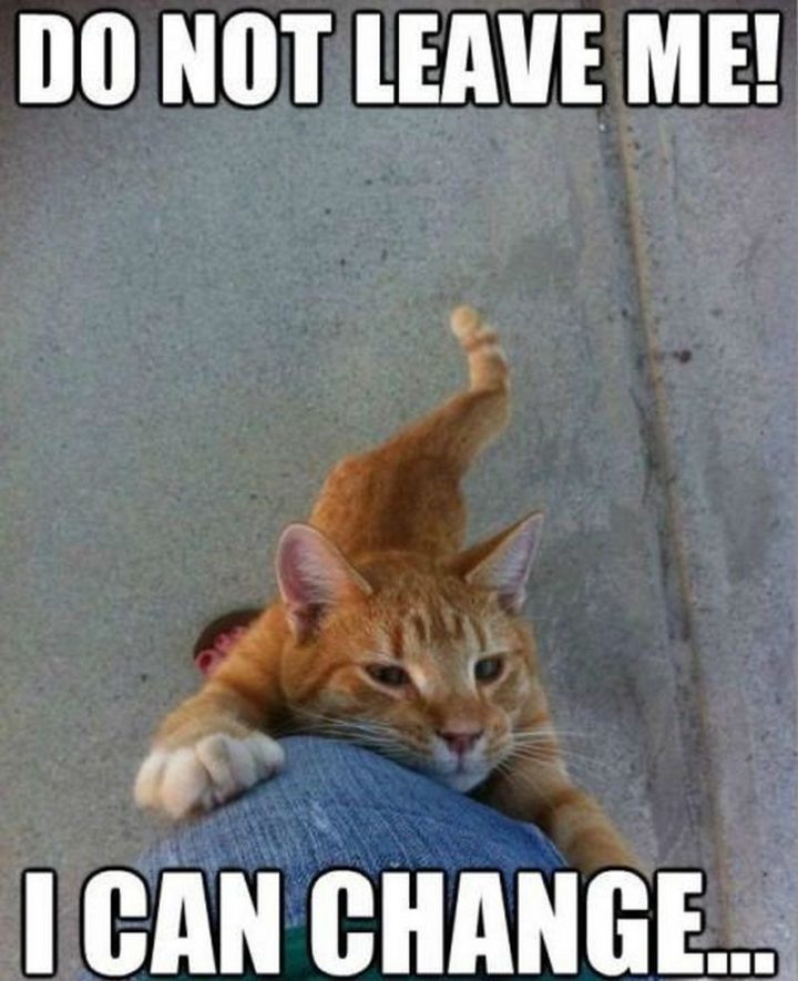 55-Funniest-Cat-Memes-Ever-10-720x885.jpg