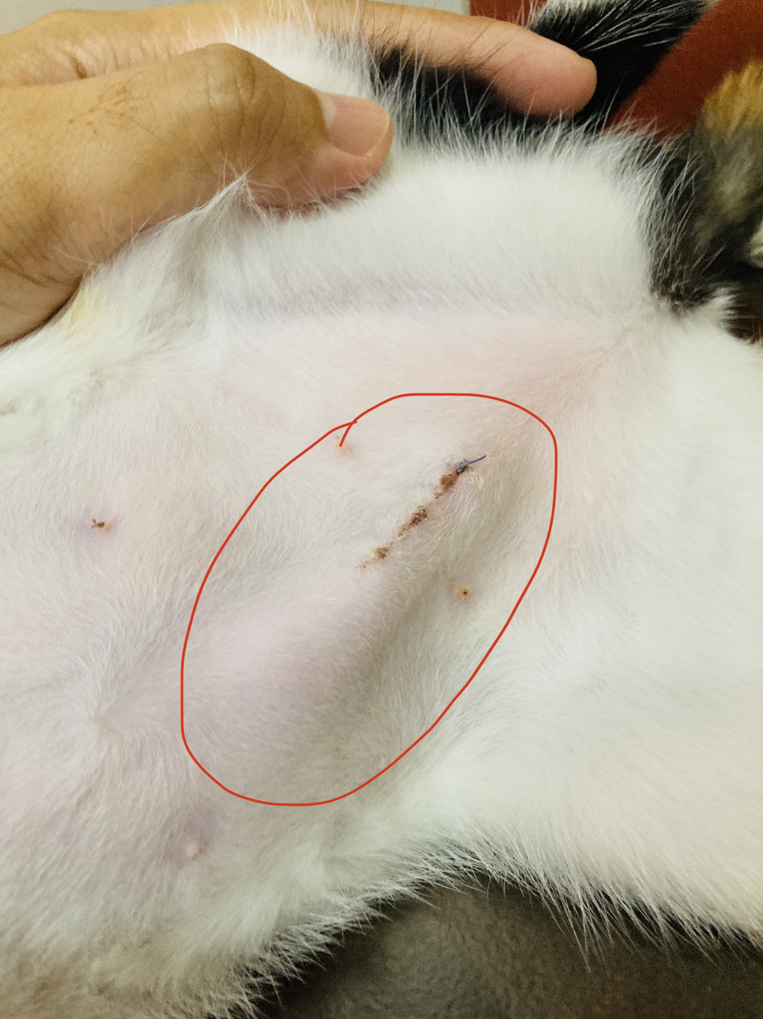 Is this seroma? Postspay incision lump/bulge TheCatSite