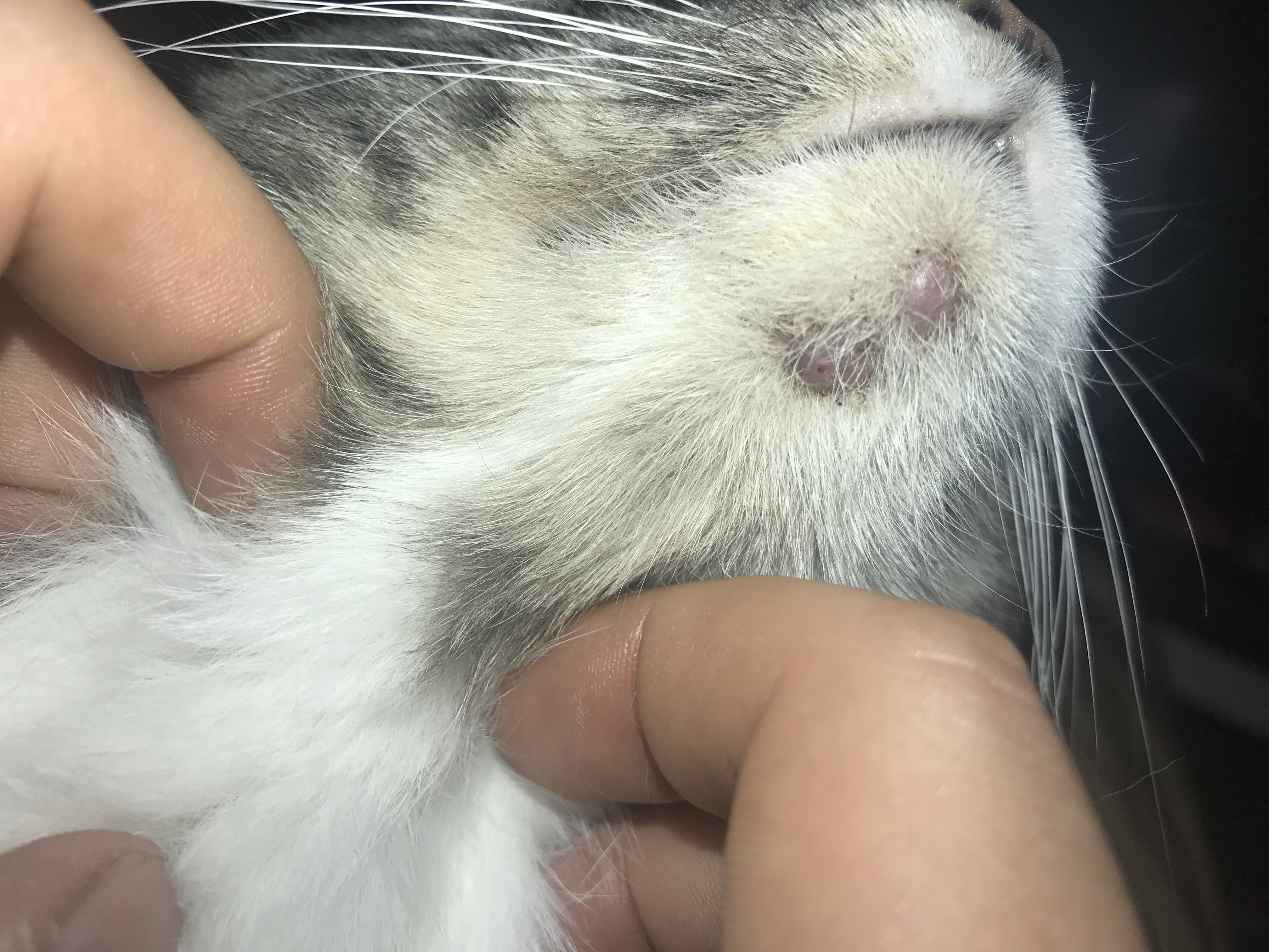 Bumps On Cat’s Chin? TheCatSite