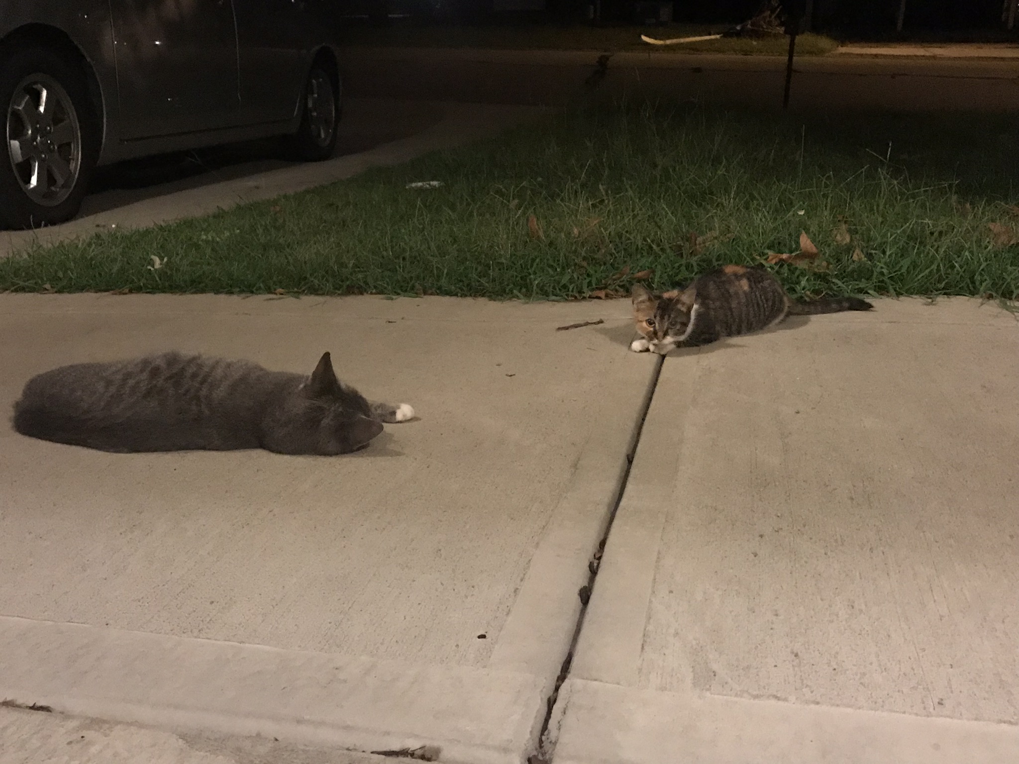 need help with feral cats