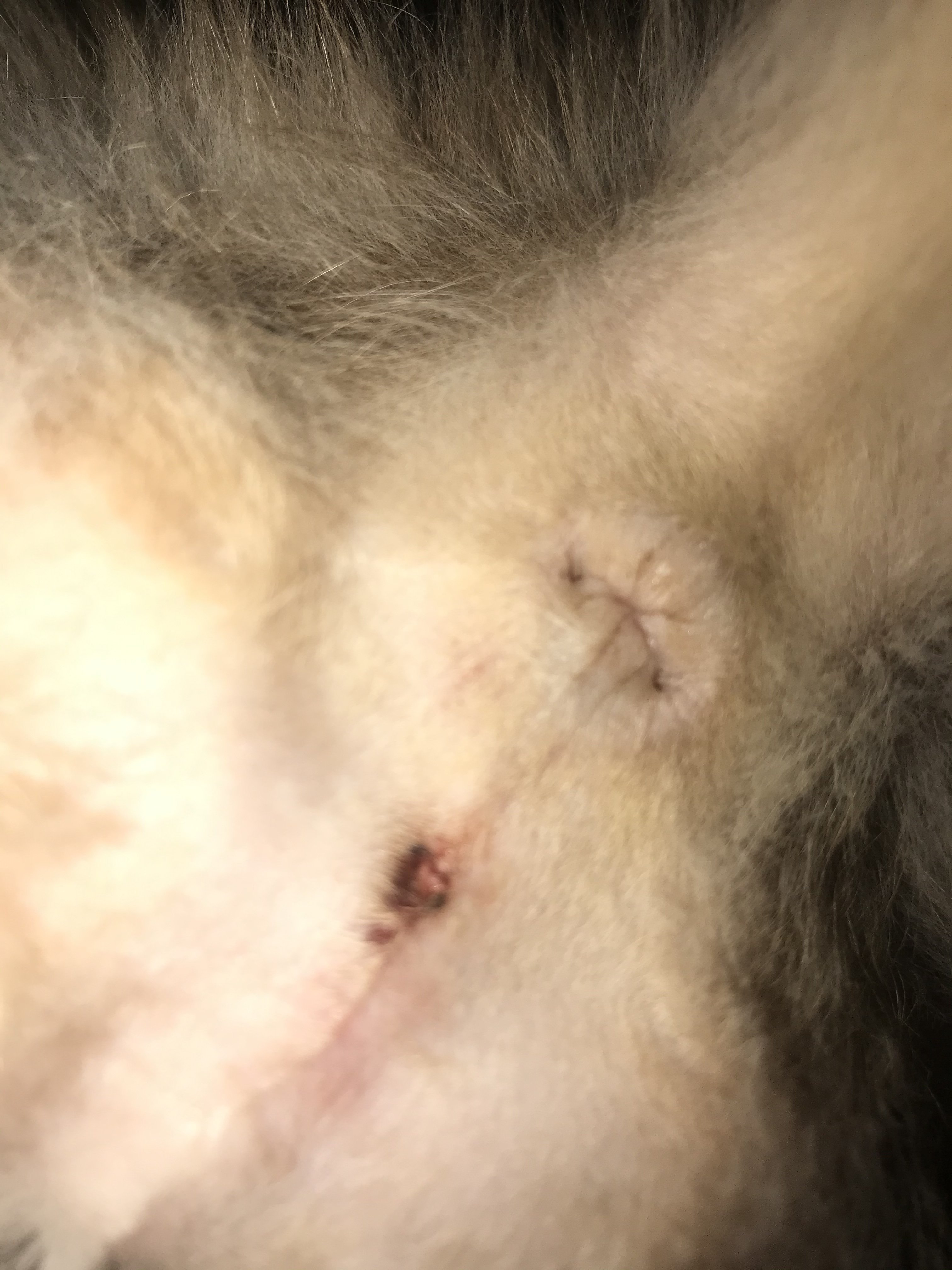 Cat with PPU bleeding slightly after peeing (TW cat butt/surgery pic