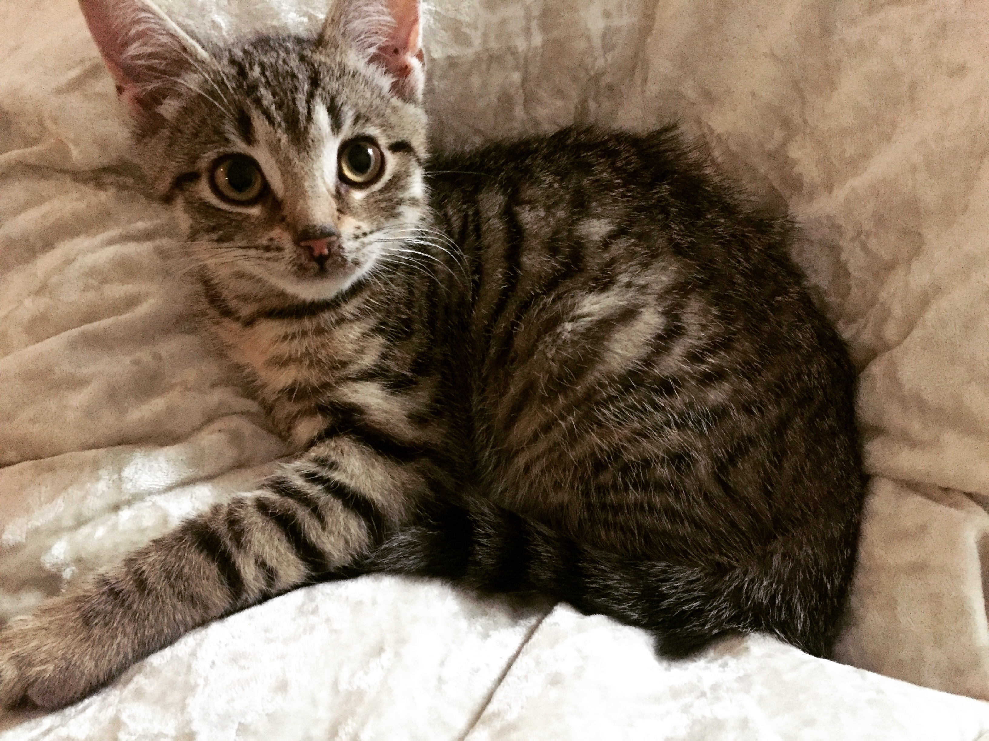 What Breed Is My Tabby Cat? TheCatSite