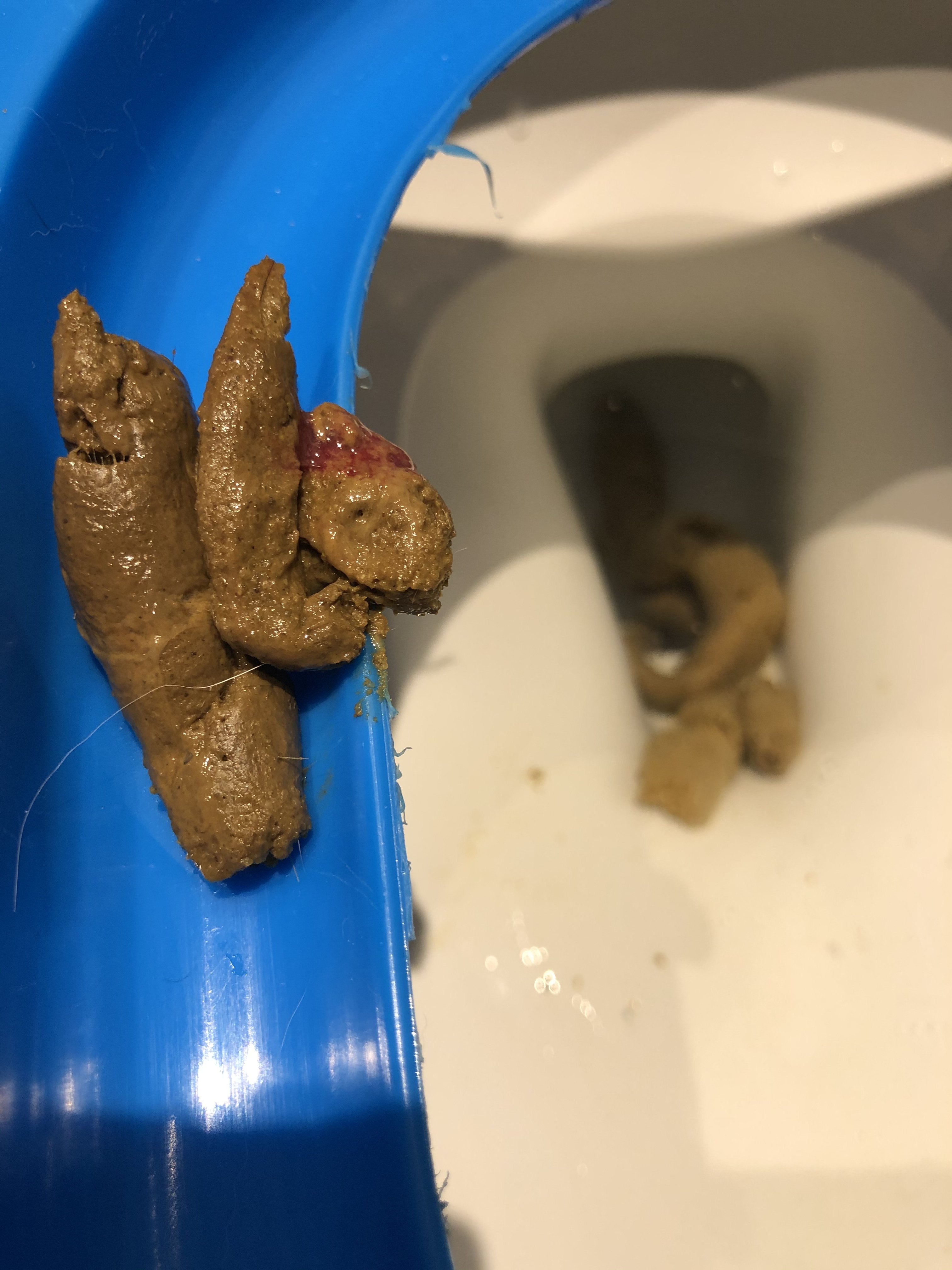 Blood/Mucus in stool first time TheCatSite