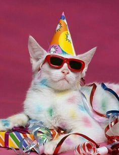 7f66f251c8ac8283b754c3f13957c764--happy-birthday-meme-birthday-cats.jpg