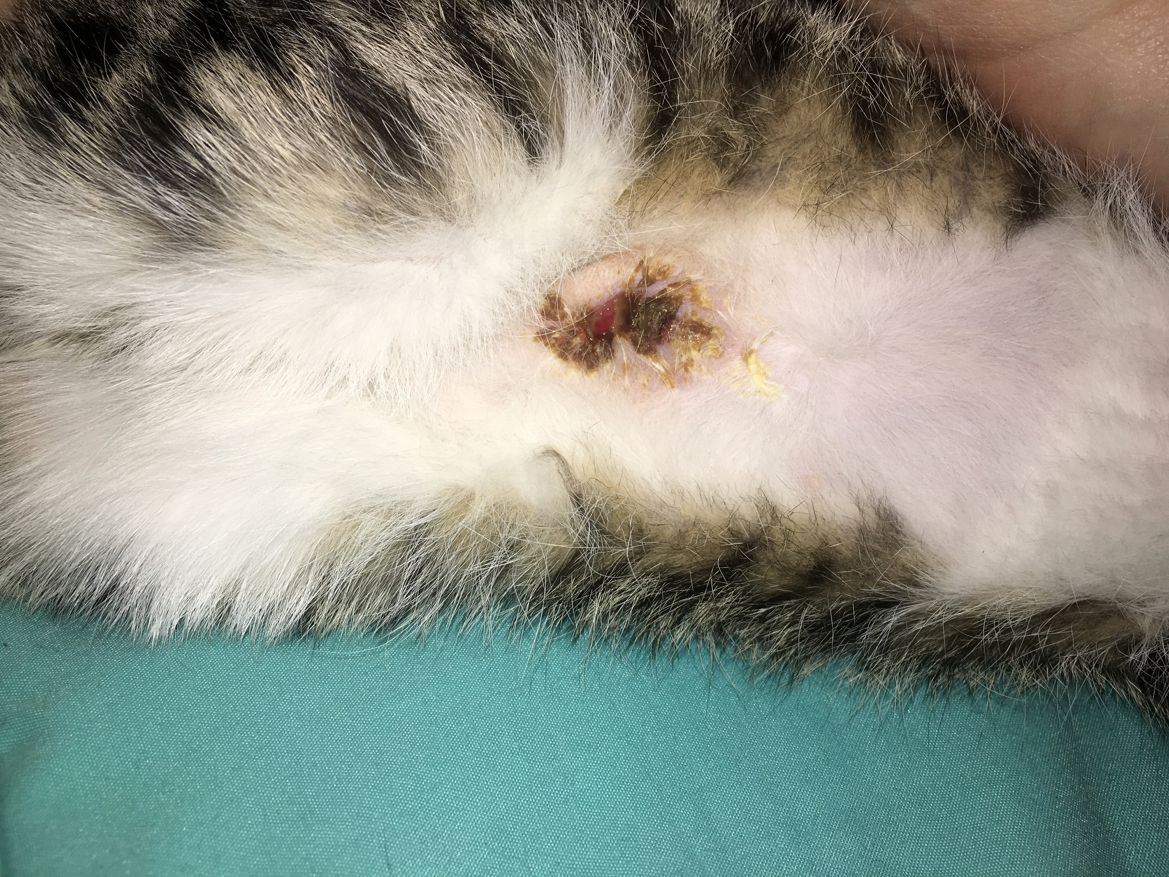 Spay Incision Infected. Page 2 TheCatSite