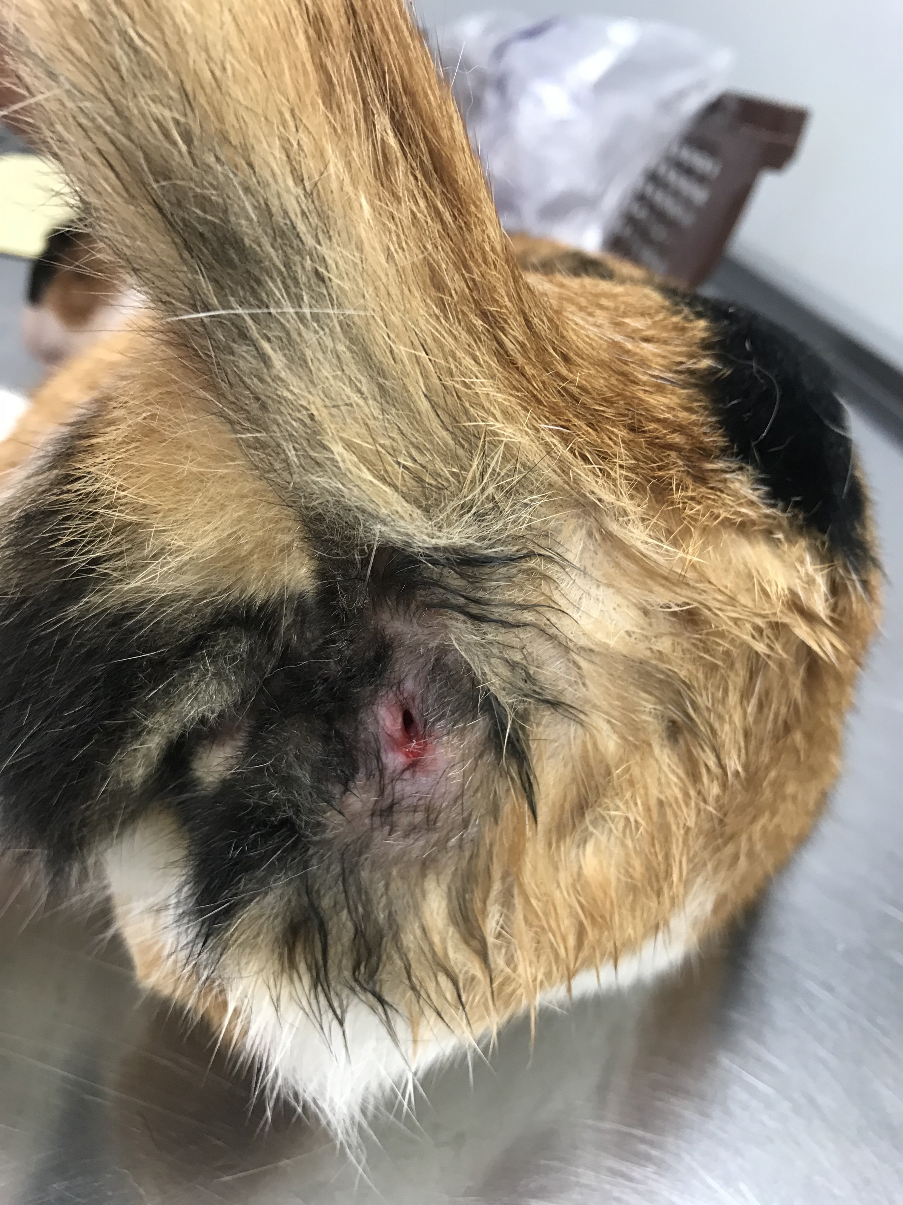 Does This Look Infected? Abscess Not Healing TheCatSite