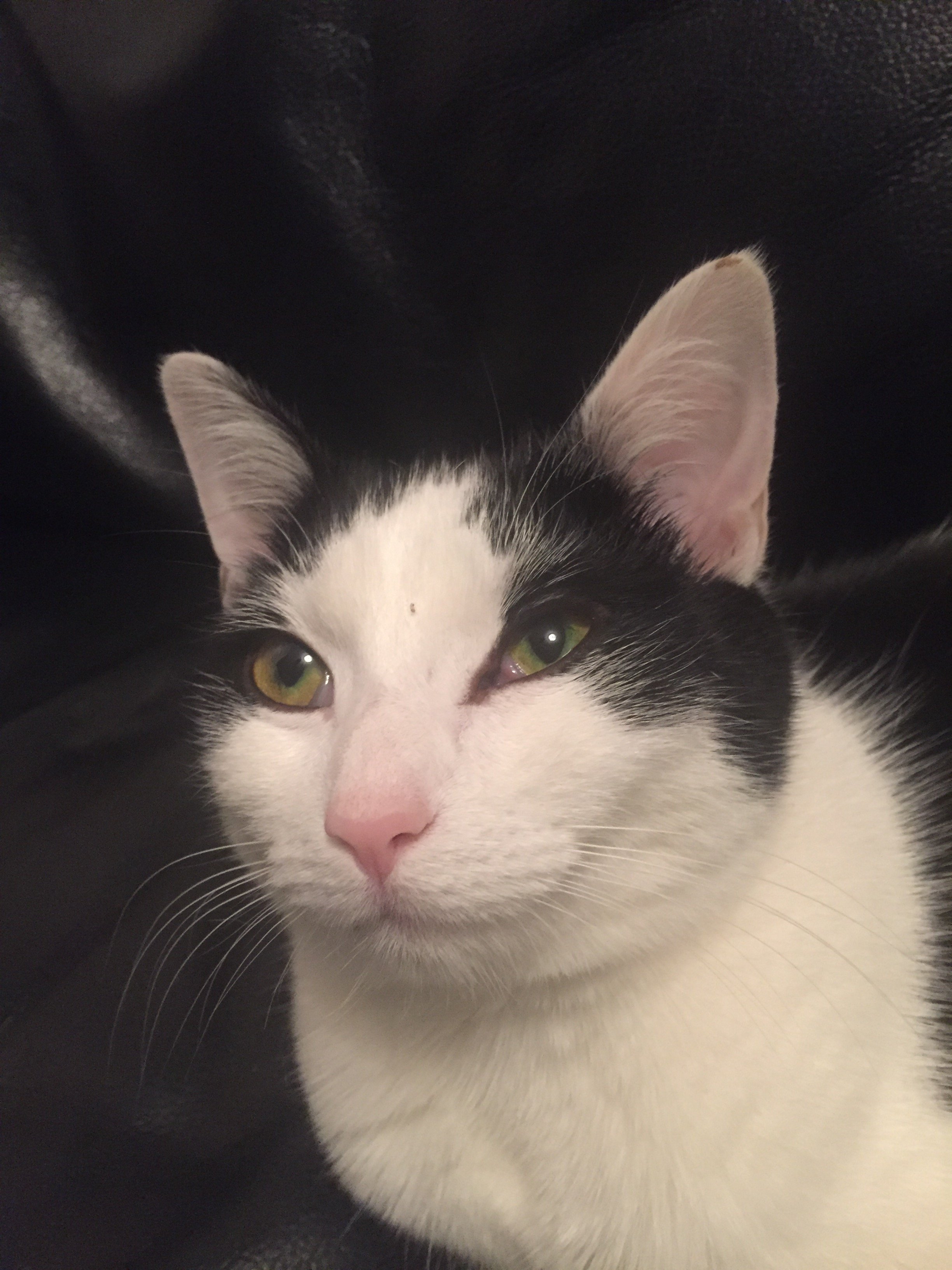 My Cat Is Squinting One Eye What Can I Do To Help? Cat eye problems