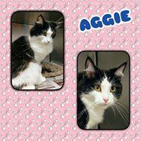 Aggie 1.jpg