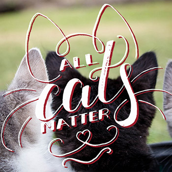 all cats matter.jpg