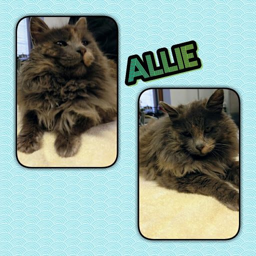 Allie 2.jpg