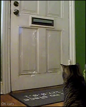 Amazing Cat GIF • Funny and clever cat gets mail everyday. GOTCHA!  Mine.gif