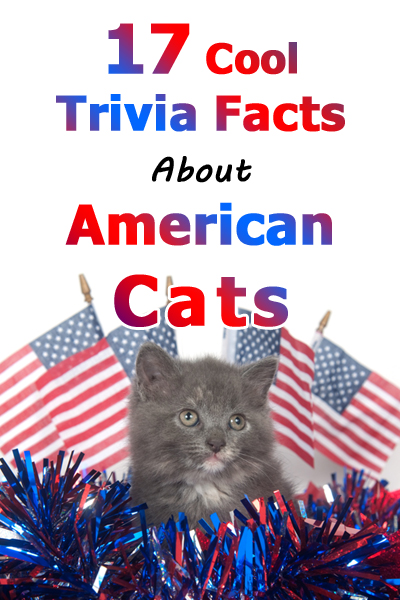 17 Cool Trivia Facts About American Cats