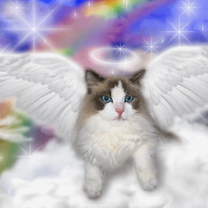 Angel Cat.gif