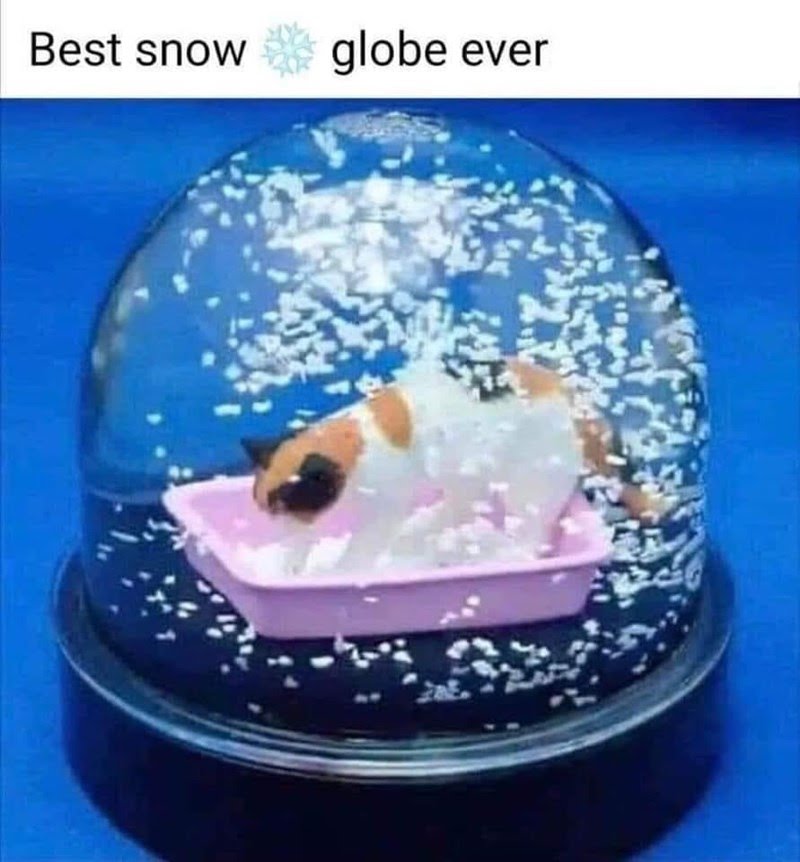 animal-best-snow-globe-ever.jpeg