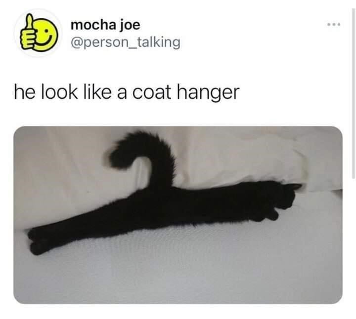animal-mocha-joe-person_talking-he-look-like-coat-hanger.jpeg