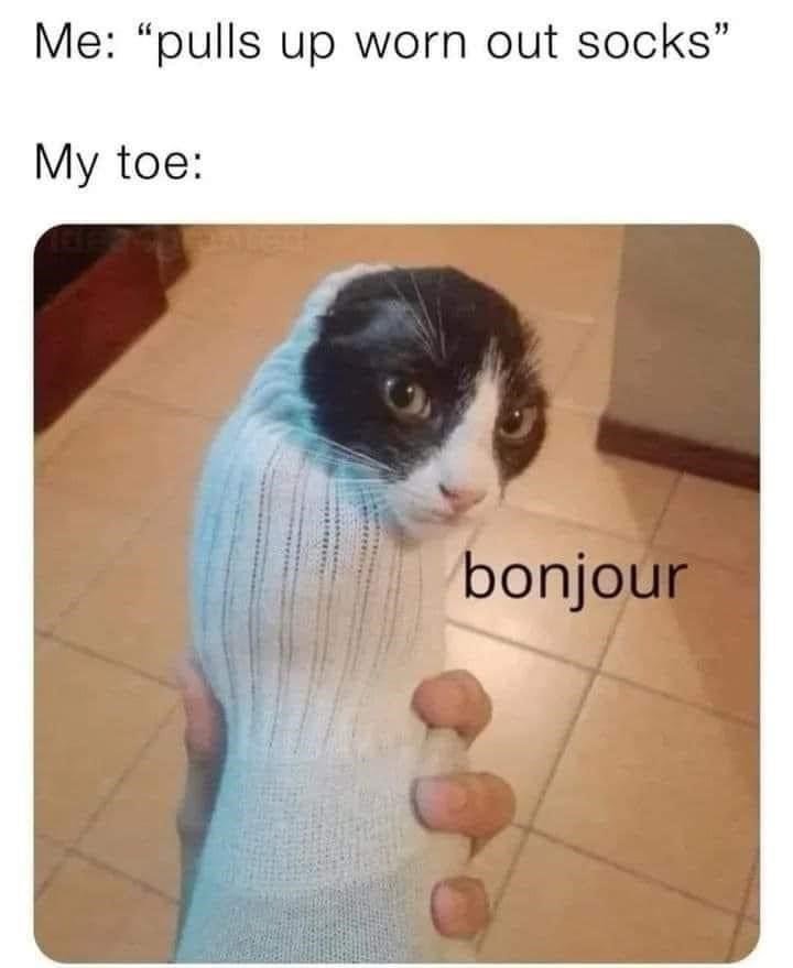 animal-pulls-up-worn-out-socks-my-toe-bonjour.jpeg