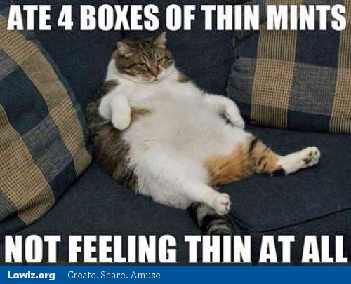ate-4-boxes-of-thin-mints-not-feeling-thin-at-all-fat-lazy-cat-meme.jpg