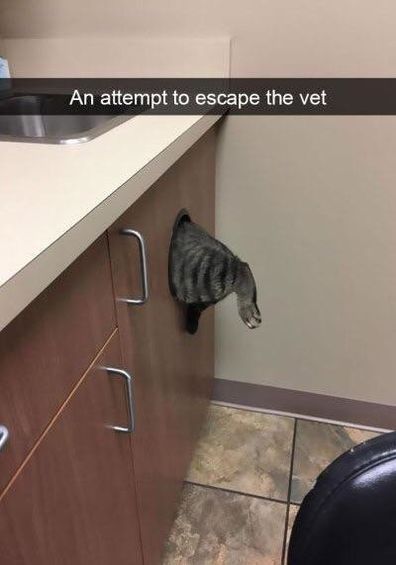attempt to escape the vet.jpg