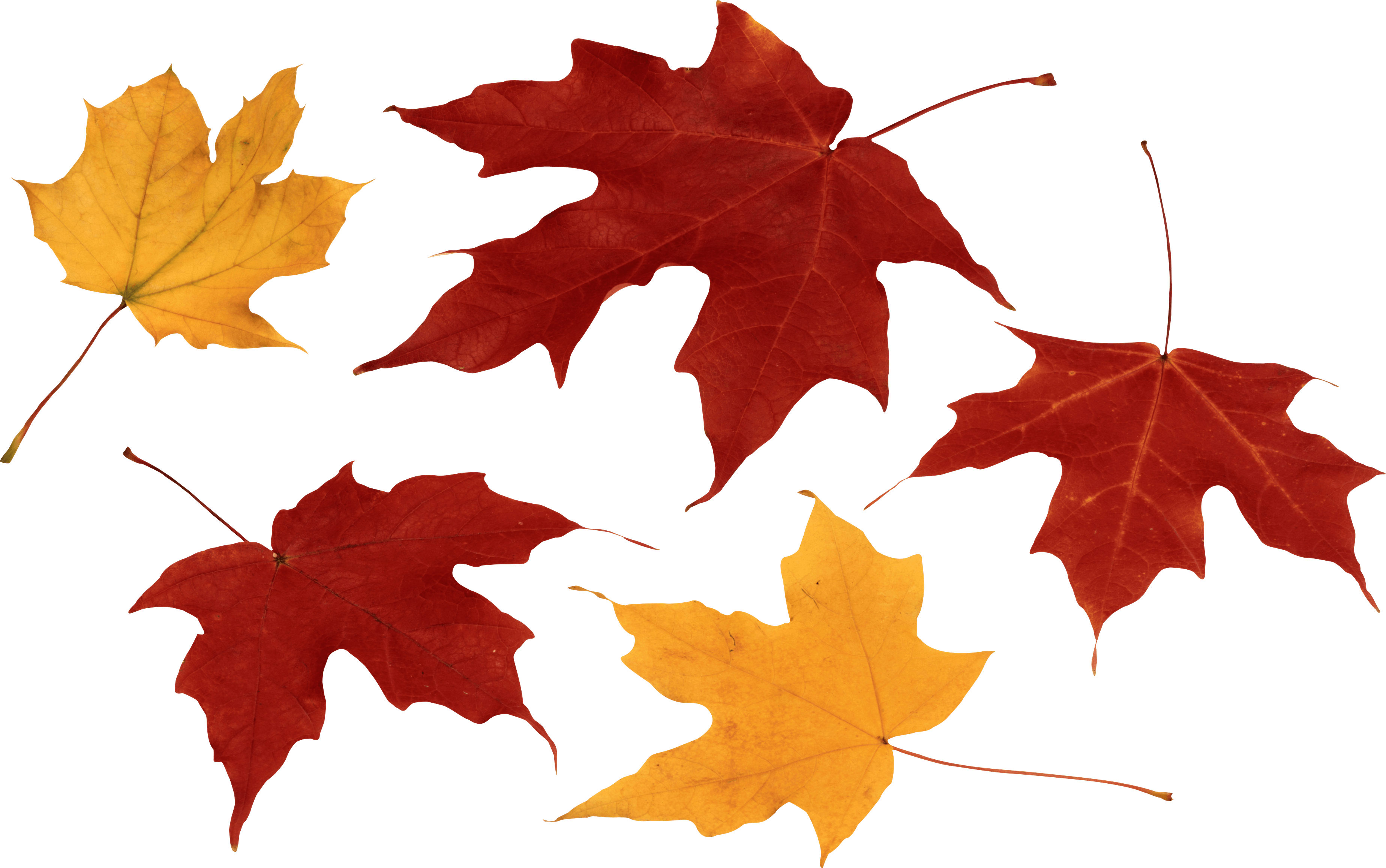 Autumn-Leaves.png