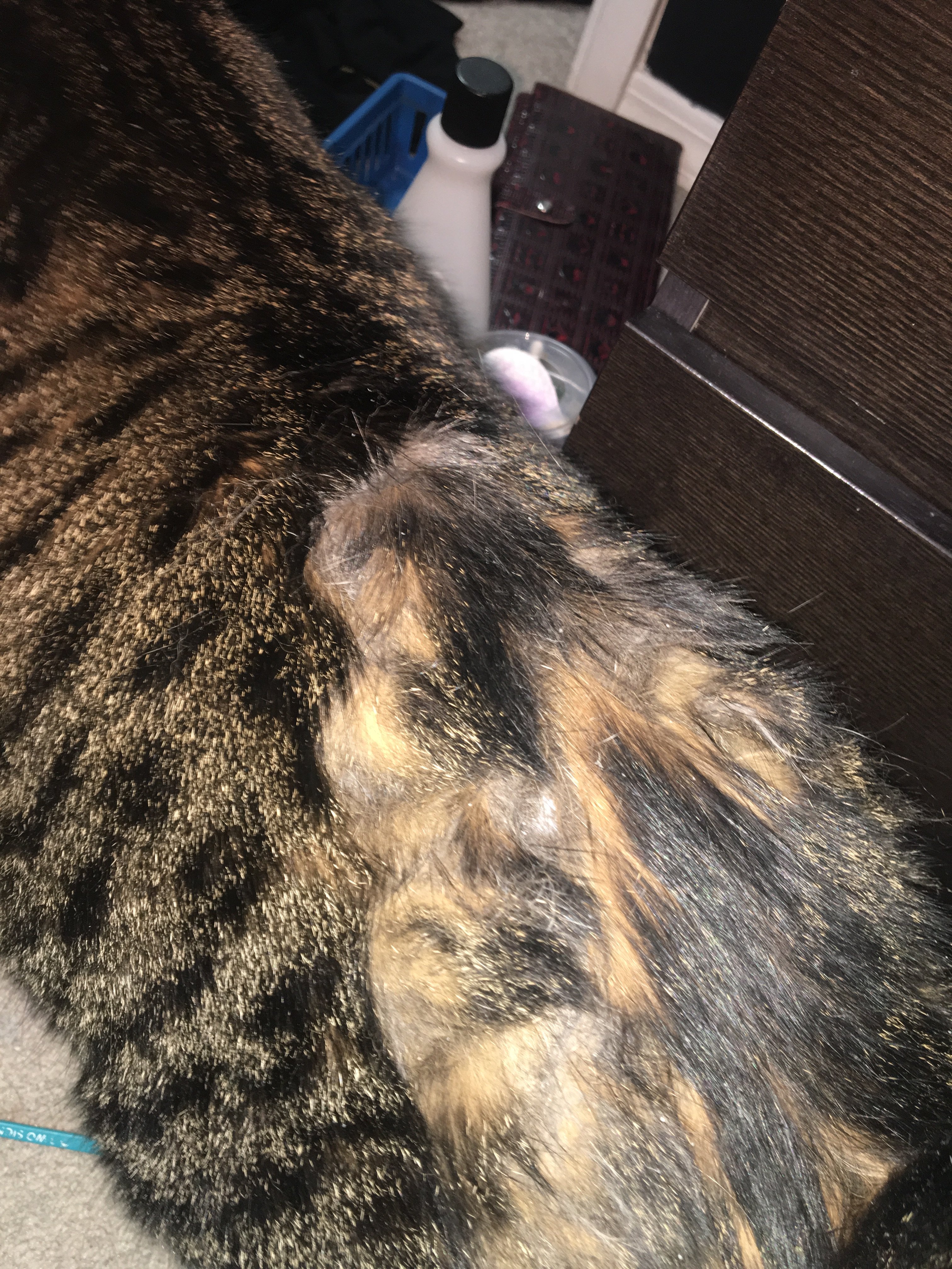 What Is Wrong With My Cats Fur Please Help Thecatsite