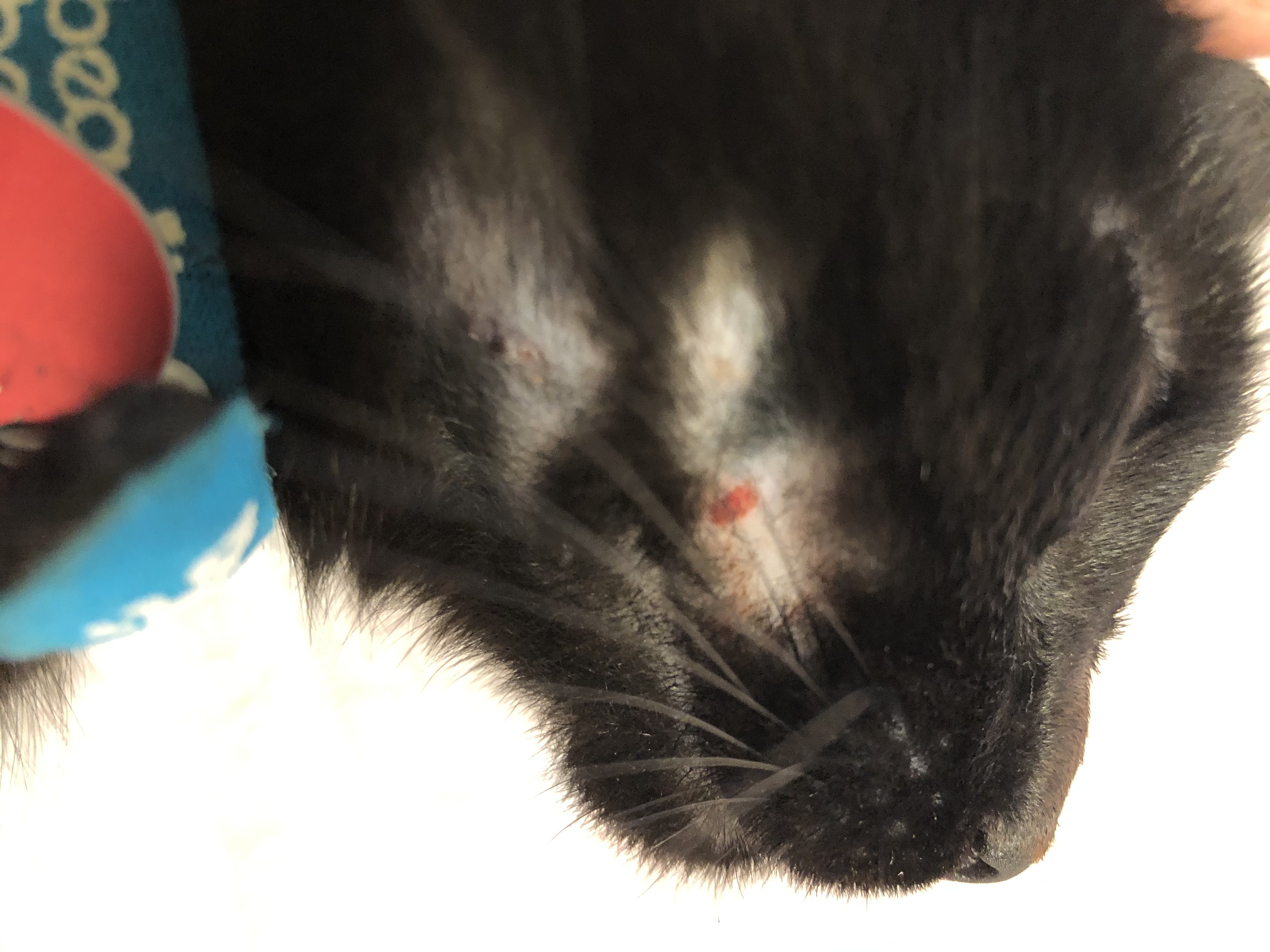 Bald red spot on cats chin TheCatSite