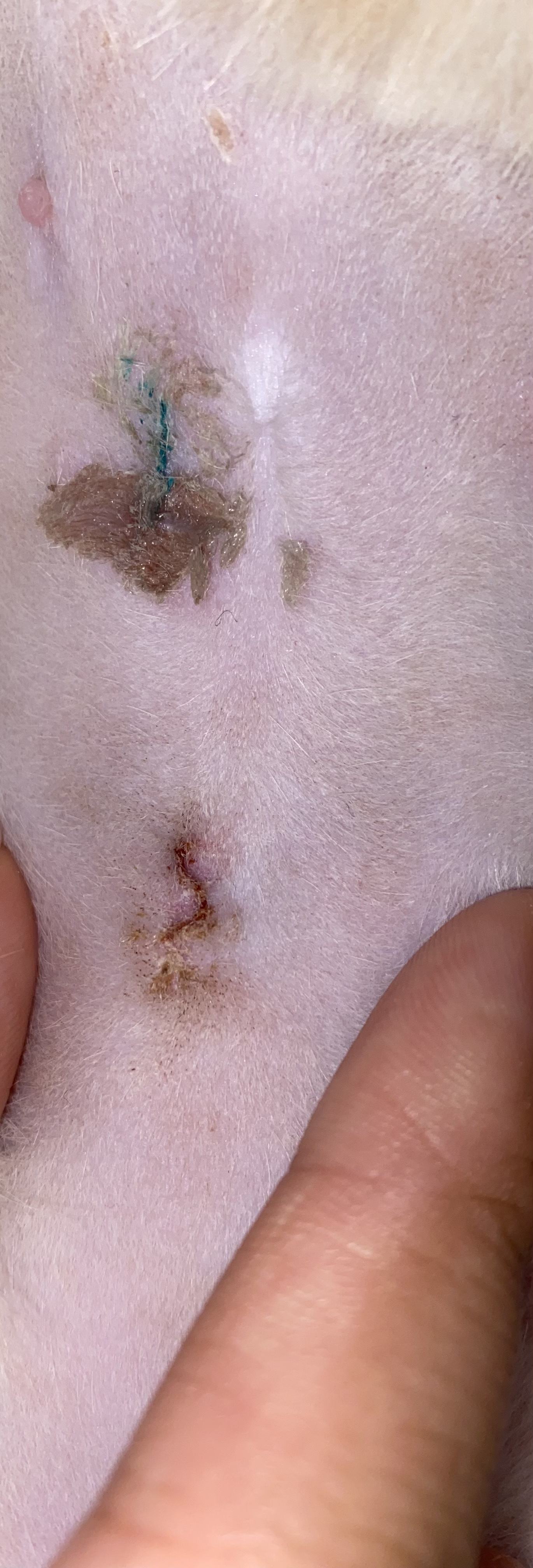 How do I know if my cats spay incision is healing ok