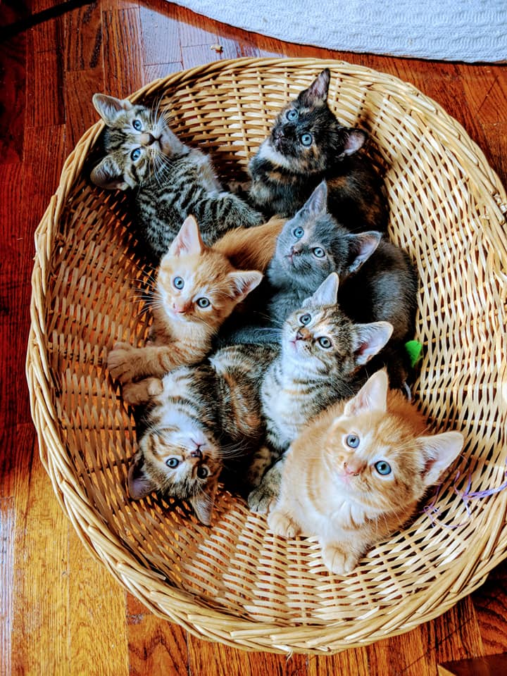 Basket of Kittens.jpg