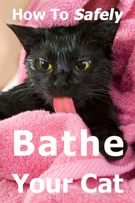 How To Safely Bathe A Cat: The Complete Guide
