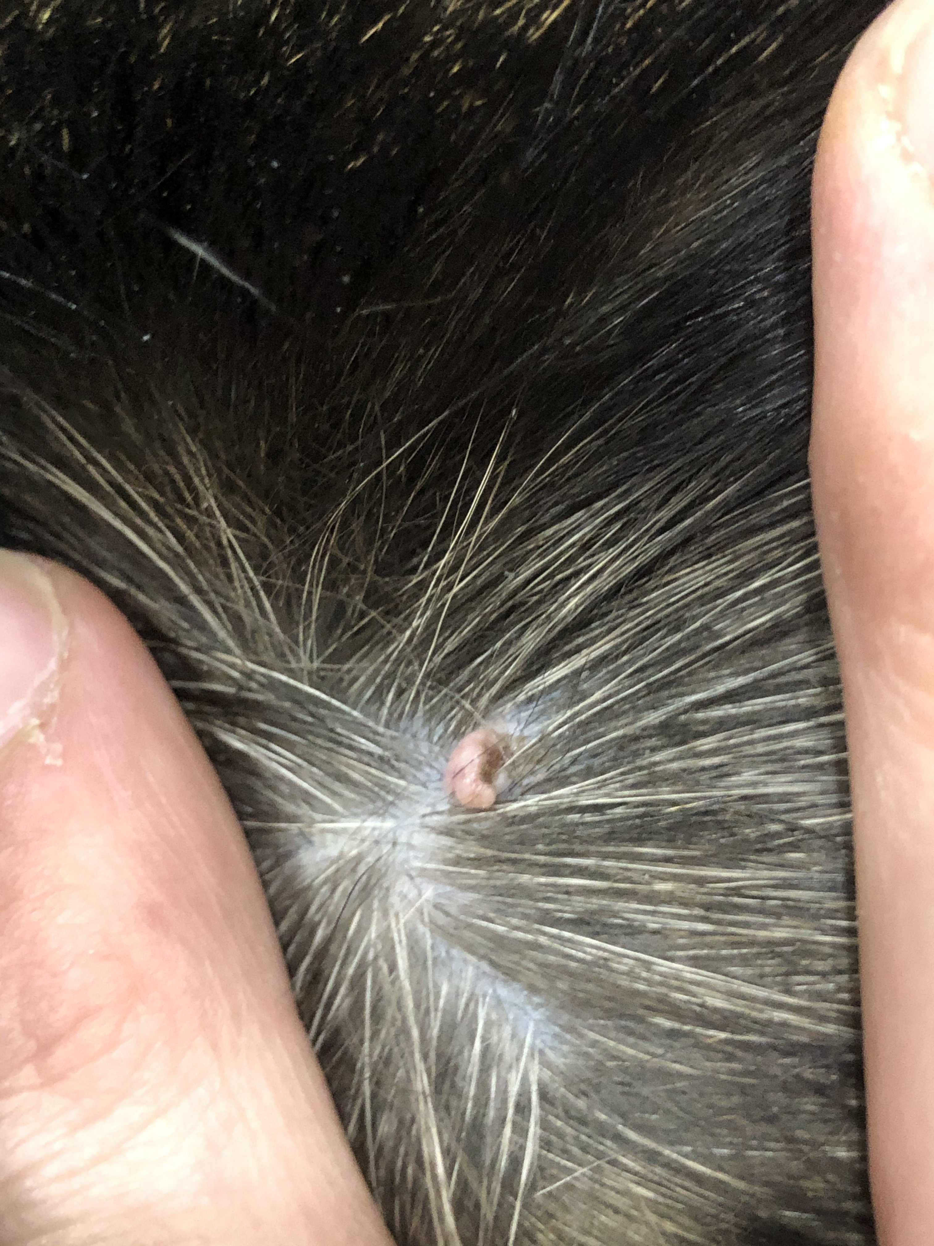 Skin tag/mole on my cat’s back?? TheCatSite