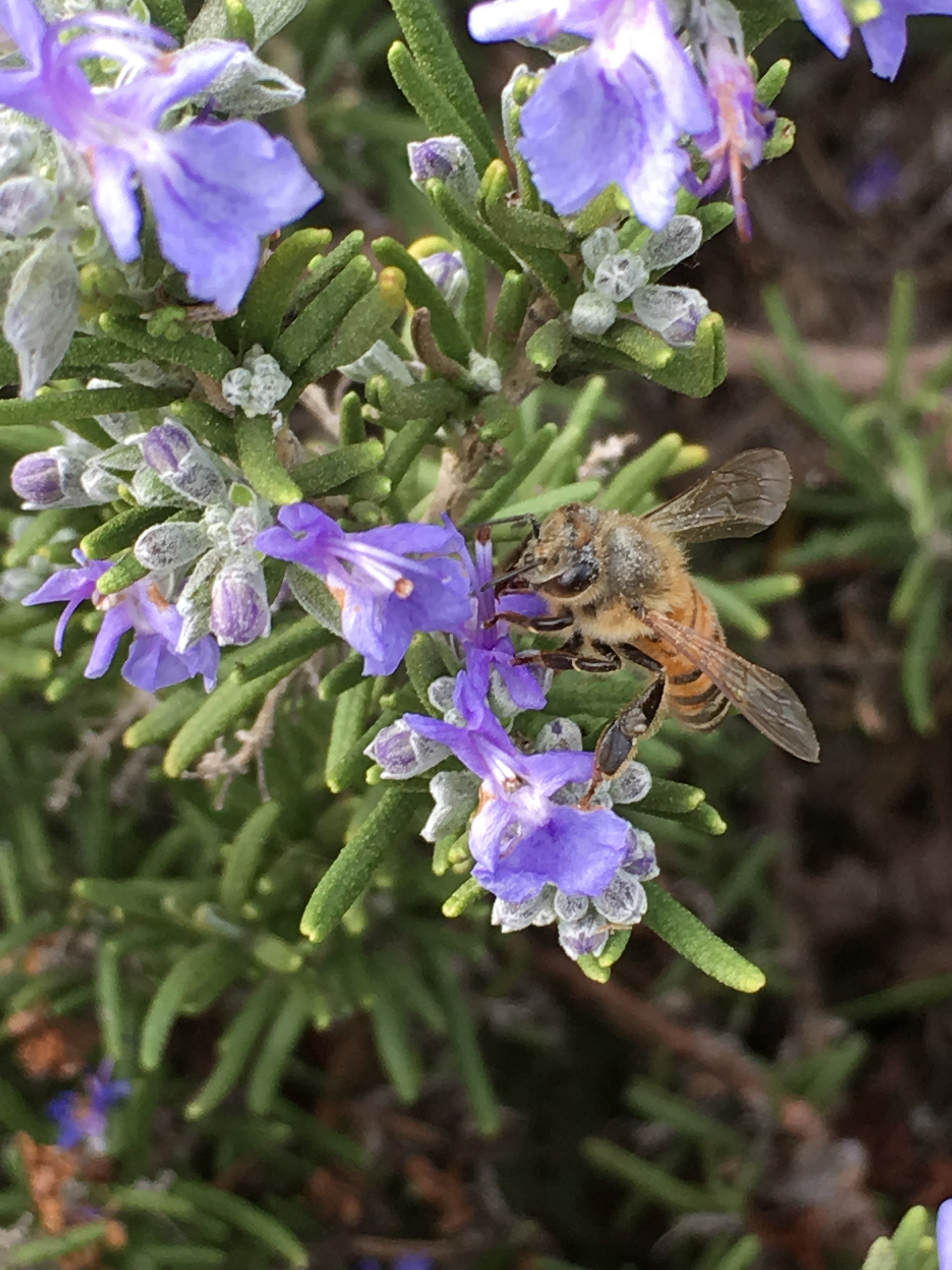 Bee on Rosemary.JPG