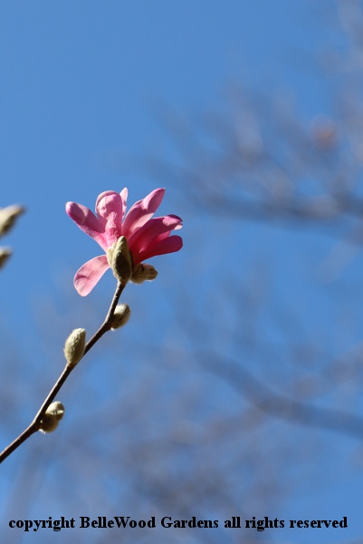 BelleWood in Bloom_2020-03_pink Magnolia stellata.jpg