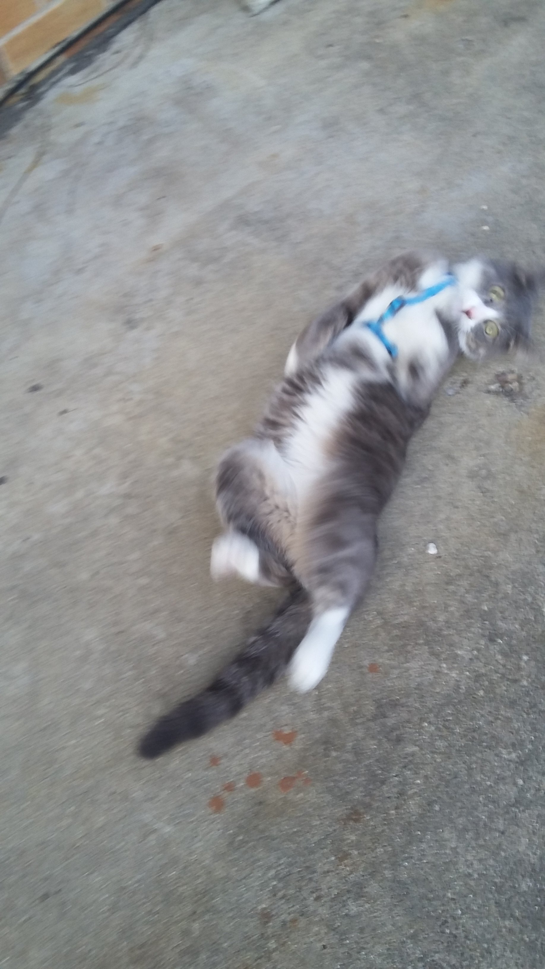 Belly with harness.jpg