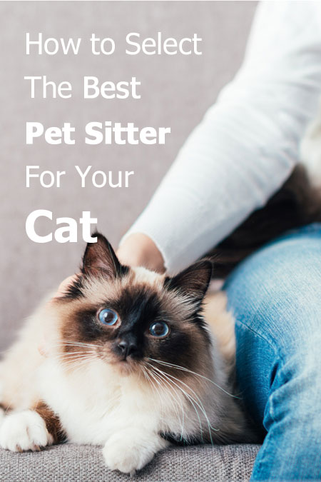 How to select the best Pet Sitter for your cat