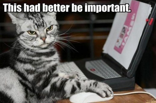 better_be_important_cat.jpg