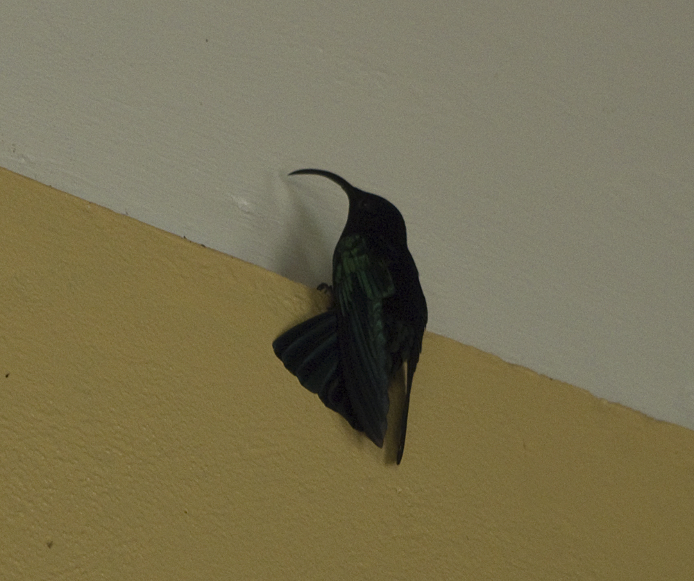 Black Bird in House.jpg