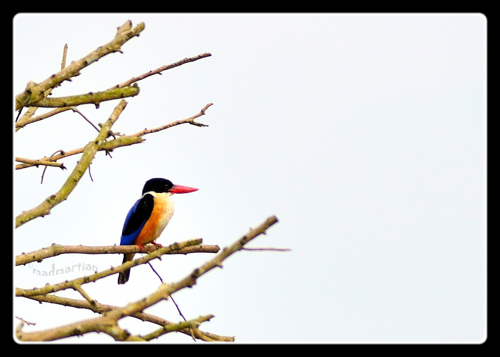 - Black-capped Kingfisher 20121129_0015.JPG