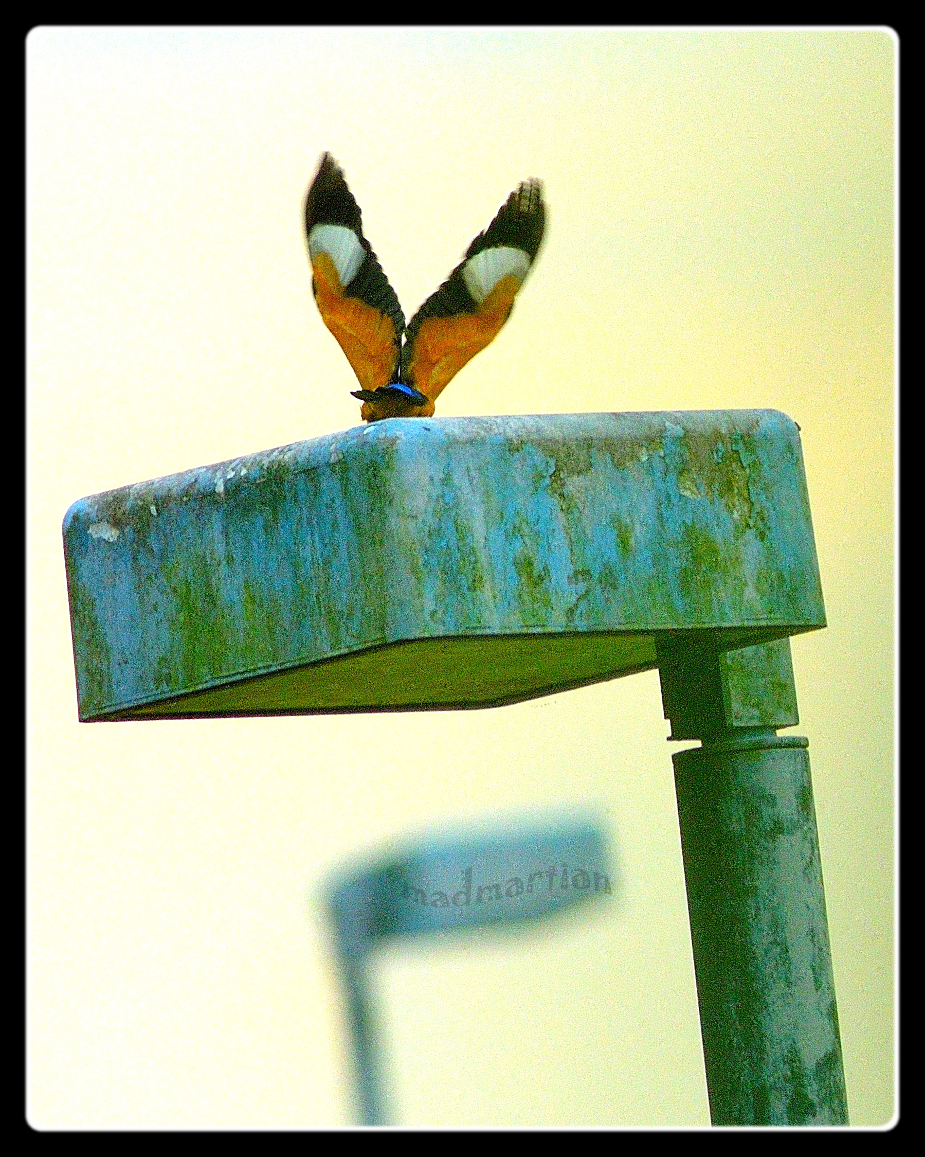 - Black-capped Kingfisher 20121130_0018.JPG