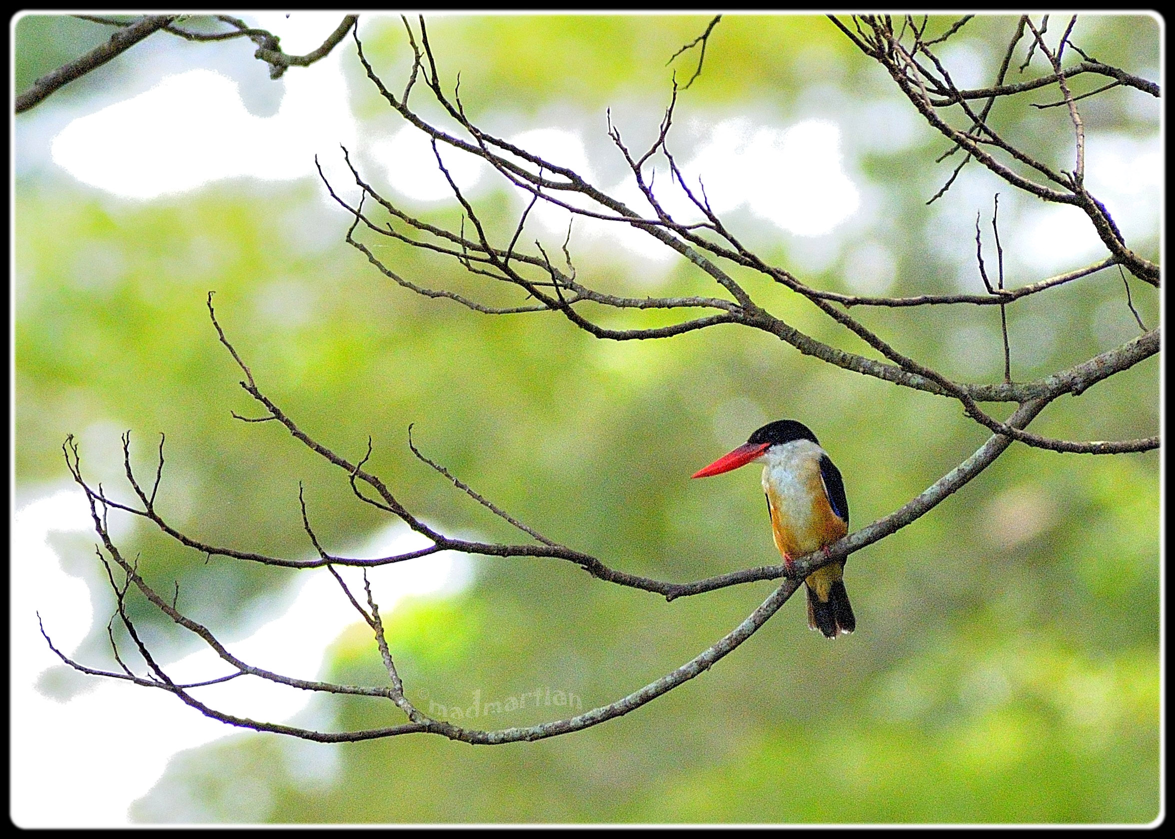 - Black-capped Kingfisher 20130103_0000.JPG