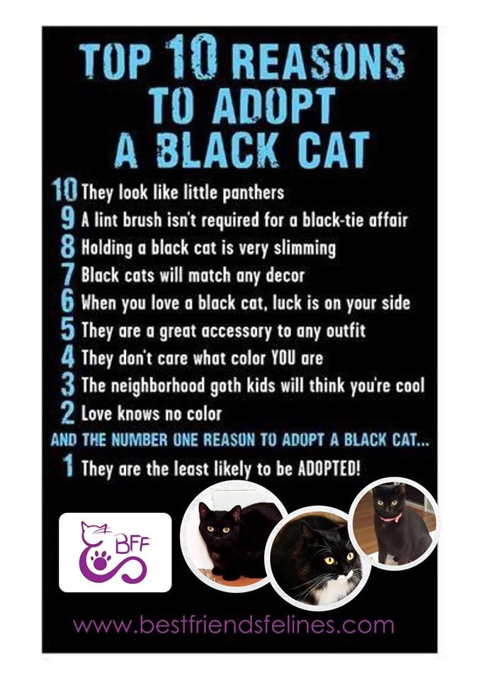 black cats.jpg