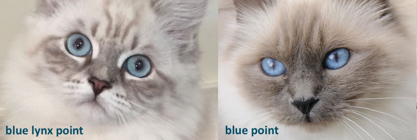 blue lynx vs blue solid point.jpg